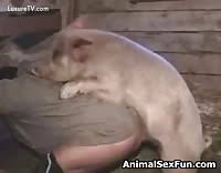 Toutes les vidéos porno de bizarre que tu puisses t'imaginer, rangées selon les votes des utilisateurs. Zoophilie Avec Un Cochon Video Porno Extreme Luxuretv