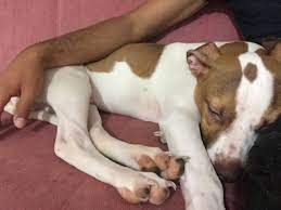 7 aylik pointer pitbull ucretsiz kopek afyon petarkadas com