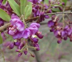 Image result for Securidaca longepedunculata