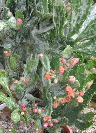Image result for Opuntia monacantha