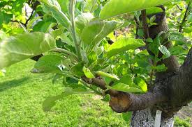 Taking cuttings from fruit trees. How To Propagate Pear Trees From Cuttings Gardener S Path