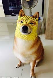 Like many endangered animals, their decline is mostly due to poaching, habitat loss, disease, and human conflict. Hilarious Photos Of Animals In Predicaments Daily Mail Online