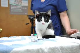 See reviews, photos, directions, phone numbers and more for east memphis pet hospital locations in memphis, tn. Pet Vaccinations In Memphis Tn Memphis Animal Clinic
