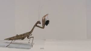 They took the time to provide good explanations and help us figure out the best way to resolve our problem. Praying Mantises More Deadly Than We Knew The New York Times