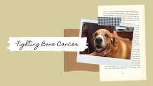 Skin cancer, bone cancer, and internal cancers claim the lives of many dogs. How We Re Fighting Our Fishing Dog S Bone Cancer Osteosarcoma It S Been A Year Youtube