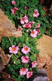 Maybe you would like to learn more about one of these? Plant Identification Pat Welsh Organic And Southern California Gardening