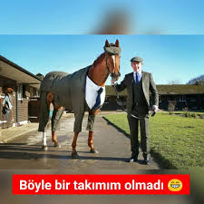 takim elbiseli at at hayvanlaralemi hayvan takimelbise komik horses animals instagram