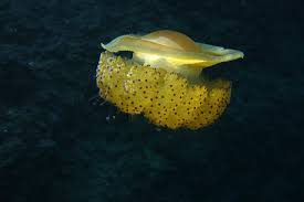 It is commonly found in the mediterranean sea but not only. Watercolours Dive Centre Malta The Fried Egg Jellyfish Makes An Early Appearance This Year Facebook