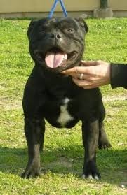 American Staffordshire Bull Terrier Black And White Gallery Category Black And White Staffordshire Bull Terrier Image Ch A Lil Ro Des Anges De La C Staffordshire Bull Terrier Bully Dog Staffy Bull Terrier