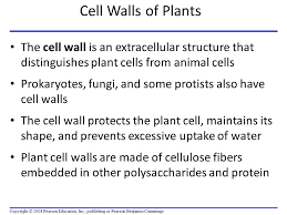 Can regulate a cell's behavior. Concept 6 7 Extracellular Components And Connections Between Cells Help Coordinate Cellular Activities Most Cells Synthesize And Secrete Materials That Ppt Video Online Download