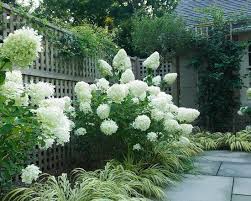 Hohe Pflanzen Pflastersteine Blumen Gartenzaun Blumen Gartenzaun Hohe Japonaise Pflanzen Pflast Hydrangea Landscaping Planting Hydrangeas White Gardens