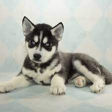 Check spelling or type a new query. Siberian Husky Puppies For Sale