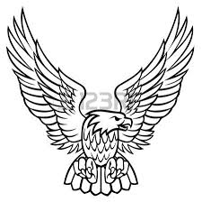 Big Bird With White Head And Black Body Eagle Illustration Eagle Drawing Eagle Vector Drawings