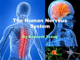 An online study guide to learn about the structure and function of the human nervous system parts using interactive animations and diagrams demonstrating all the essential facts about its organs. The Human Nervous System