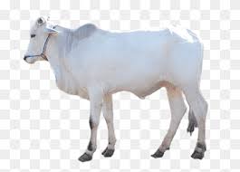Brahman cattle have a very distinctive appearance with a hump over the shoulders, (bos indicus) loose skin under the. Dairy Cattle Boer Goat Brahman Cattle Taurine Cattle Calf Sheep Animals Cow Goat Family Sheep Png Pngwing