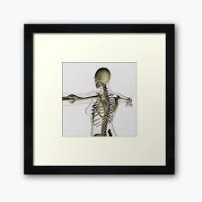 Most of the large number of muscles in the forearm are divided into the wrist, hand, and finger extensors on the dorsal side (back of hand) and the ditto flexors in the superficial layers on. Rear View Of Human Skeletal System Showing Upper Back Framed Art Print By Stocktrekimages Redbubble