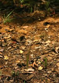 Image result for Eulophia rolfeana