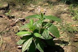 Pin On Gardening