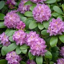 Beautiful Azaleas And Rhododendrons For New England In 2020 Hydrangea Landscaping Azaleas Landscaping Season Plants