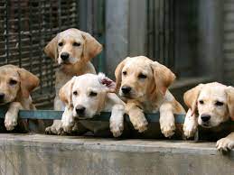 Backyard breeder refers to people that breed puppies, often in their homes, with little knowledge of emotional and physical safety procedures, and little concern for the overall wellbeing of the dogs bred. How To Avoid Bad Dog Breeders And Backyard Breeders