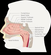 It contains very small perforations, allowing fibres of the olfactory nerve to enter and exit projecting out of the lateral walls of the nasal cavity are curved shelves of bone. Anatomy Head And Neck Nasal Cavity Article