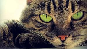 It is a day to raise awareness for cats and learn about ways to help and protect them. Dia Internacional Del Gato El Carabobeno
