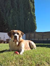 Saint Bernard Wiener Dog Mix