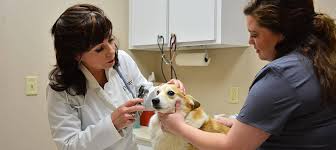 3505 mcgehee rd, montgomery (al), 36111, united states. Ark Animal Hospital Veterinary Services