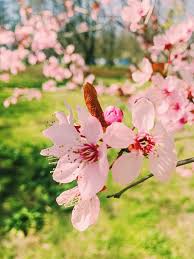 The same flowers from my previous. Apple Tree Flowers Bloom Floral Blossom In Spring Photograph By Anneleven Store