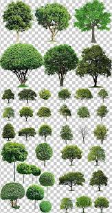 Clipart Collection Of Trees On A Transparent On Trees Clipart Clipart Collec In 2020 Tree Photoshop Landscape Architecture Graphics Landscape Design