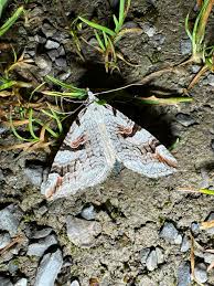 Image result for Aplocera efformata