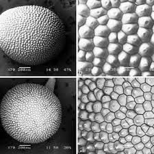 Image result for Hypoxis kilimanjarica