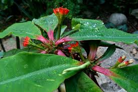 Image result for Crateva eminens