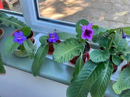 Image result for Streptocarpus erubescens