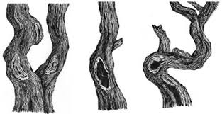 Click the image to enlarge. How To Draw Tree Trunks Pen And Ink Drawings By Rahul Jain