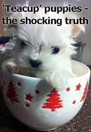 Petme teacup puppies is respondsible for its house, purchase, raise puppies. Boutique Puppy Review Teacup Boutique Designer Sellers Breeders Posts Facebook