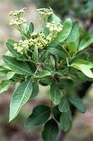 Image result for Heteromorpha stenophylla