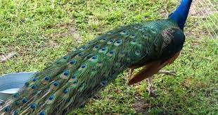 صور طاووس خلفيات ورمزيات طيور طاووس جميلة ميكساتك india blue peacock photo coloured feathers