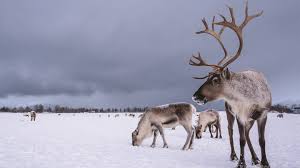 Your arctic reindeer stock images are ready. Climate Change Threatening Arctic Reindeer Daily Scandinavian