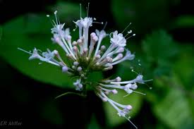 Image result for Valeriana capensis