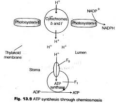 Photosynthesis Higher Plants Cbse Notes Class 11 Biology 12 Photosynthesis Biology Notes Biology
