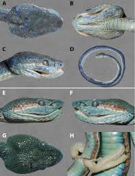 Image result for Trimeria