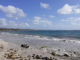 The Caribbean Has A Big Seaweed Problem - And It'S Costing Millions