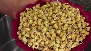 Resep sup tauge ala korea (kongnamul guk 콩나물 국) sederhana spesial asli enak. Cara Membuat Tauge Dari Kacang Kedelai Untuk Pemula Dilengkapi Gambar Arafuru