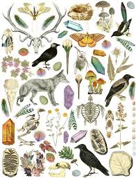 Natural History Scrapbooking Images Collection Animals Etsy In 2021 Art Collage Art Botanical Drawings