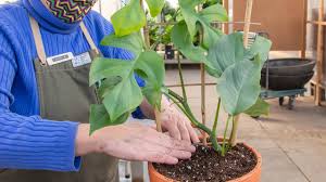 Give your vine crops (peas, pole beans, cucumbers) and flowers (morning glories, sweet peas, nasturtiums) the space they need to thrive. How To Give Your Houseplant A Trellis Mulhall S