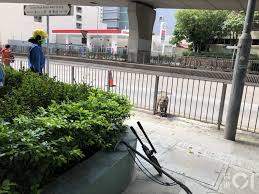The site owner hides the web page description. é‡Žè±¬è¢«å›° é‡Žè±¬èª¤é—–é'å±±å…¬è·¯æ¬„æ†å¤¾é ­æ»¿åœ°é®®è¡€æ¶ˆé˜²å‰ªæ¬„æ‹¯æ•' é¦™æ¸¯01 çªç™¼