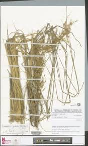 Image result for Isachne kiyalaensis