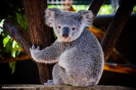 The Day I Held A Koala At Lone Pine Koala Sanctuary In Brisbane Koala Australian Native Animals Koala Bear