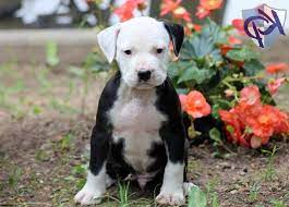 Pin On The Loyal Pets